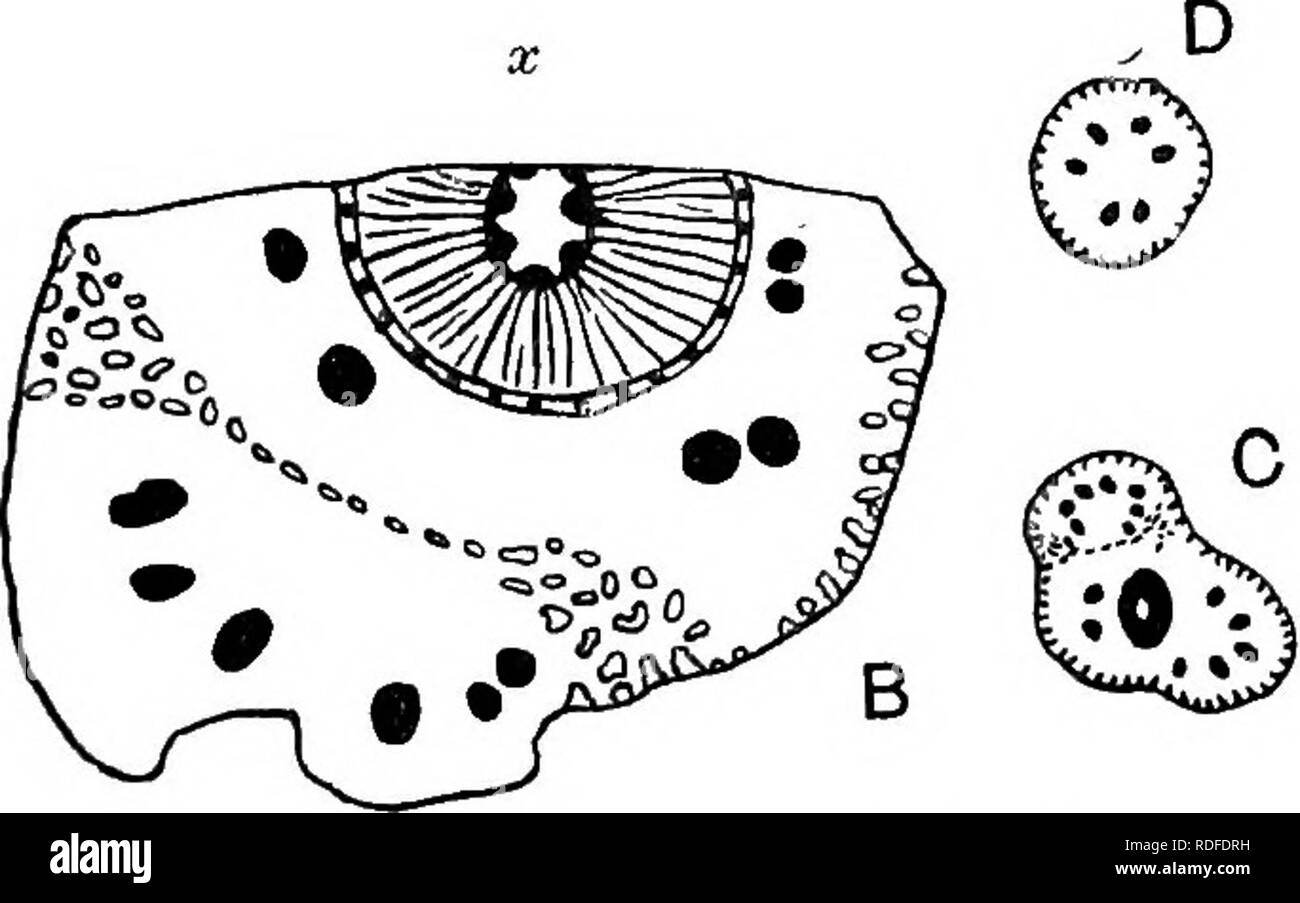 . Fossil plants for students of botany and geology . Paleobotany