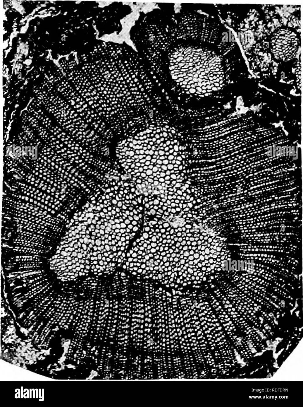 . Fossil plants : for students of botany and geology . Paleobotany. ^XXII] CYCADOXYLON 185 of a trace. In its passage through the cortex a leaf-trace divides repeatedly, the secondary xylem on the outer face of each strand being retained for a considerable time. Our meagre knowledge of the nature of the leaves is based •on incomplete fragments found in association with the stem. The leaf is believed to have been simple and characterised by a thick lamina with a hypodermal zone of sclerous strands and several vascular bundles.. Fig. 452. Stenomydon tuedianum. Transverse section of stele. (After Stock Photo