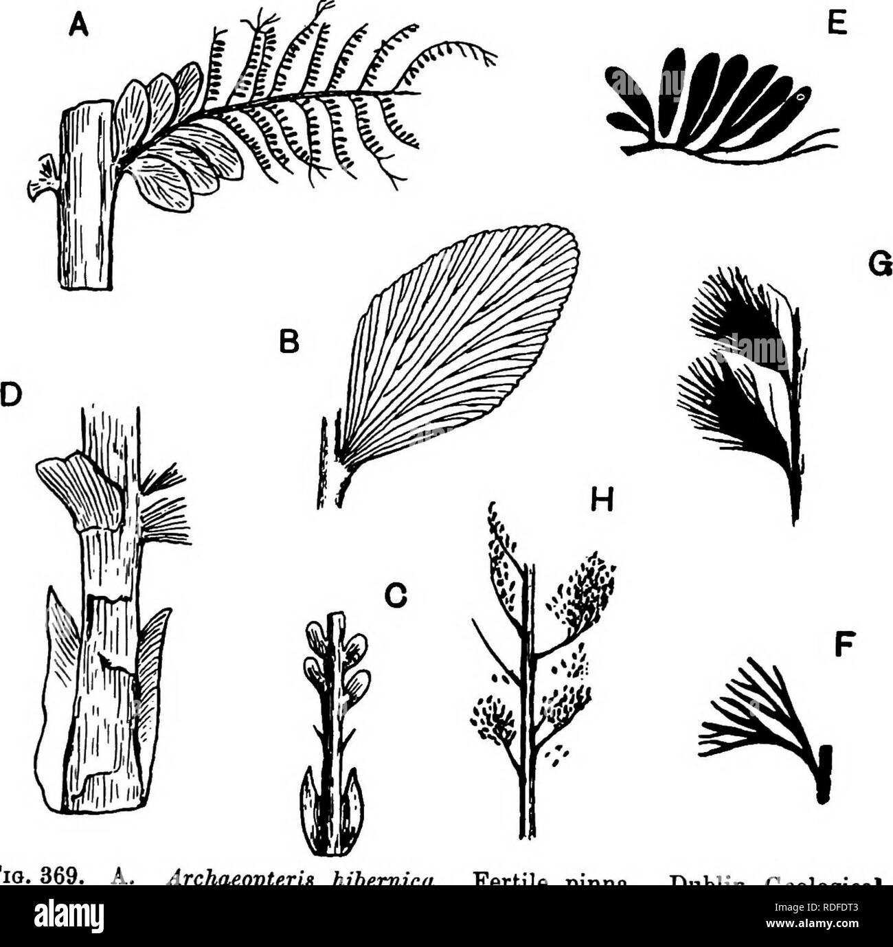 . Fossil plants : for students of botany and geology . Paleobotany. 564 PTERIDOSPERMS, ETC. [CH. probably not generically identical with the Irish and Arctic species. The dichotomous branching of the rachis in A. Tscher- maki and A. Dawsoni is a feature unknown in Arehaeopteris.. Fio. 369. Arehaeopteris hibemica. Fertile pinna. Dublin Geological Survey Museum. (Keduced. After Kidston.) B. A. hibemica. Pinnule. (Slightly enlarged. After Carruthers.) C. A. hibemica. Base of petiole. (Dublin Museum. After Kidston.) D. A. archetypiis. Base of petiole: Ellesmere Land. (After Nathorst. J nat. size.) Stock Photo