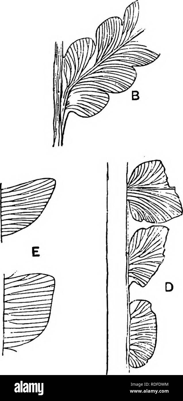 . Fossil plants : for students of botany and geology . Paleobotany. Fia. 356. A—D. Thinnfeldia odontopteroides {iiorvia) E. Ptilozamites. (E, after Nathorst.) usually associated with T. odontopteroides; but in view of the range of variation met with in a single leaf it is advisable to extend rather than to restrict the boundary of what we are pleased to regard as a specific type. The name Thinnfeldia lancifolia has been applied by Morris to fossils from Australia which may be identified with T. odontopteroides, and the same designation is employed by. Please note that these images are extracte Stock Photo