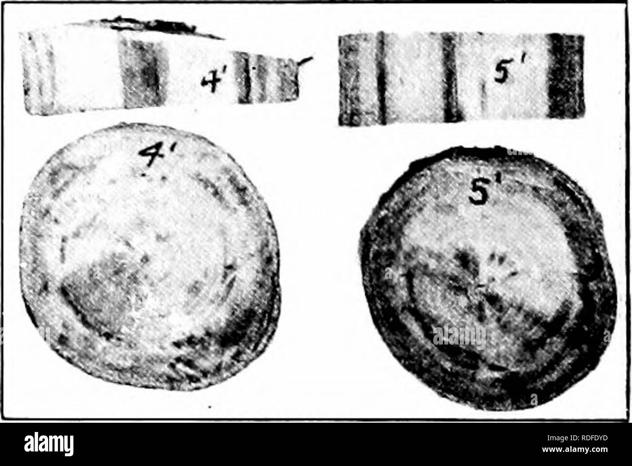 Sugar maples and norway maples hires stock photography and images Alamy