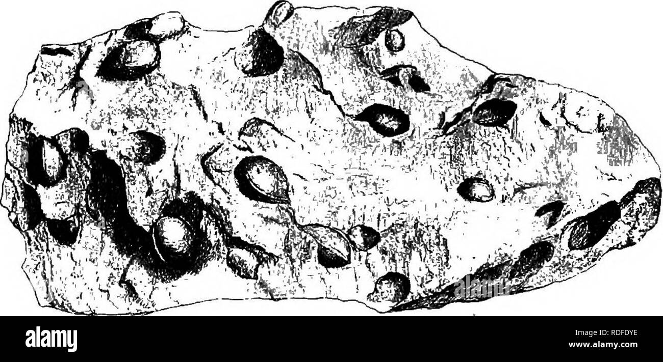 . Fossil plants : for students of botany and geology . Paleobotany. 118 MEDXTLLOSEAE [CH. who adopted this form, states that Brongniart substituted Trigono- carpon for Trigonocarpum in his Tableau^, but in that work the original termination is used, the form Trigonocarpon, probably the result of a slip, appearing only in the index. In his later work on seeds Brongniart adopted the name Trigonocarpus, and in recent years this has been widely employed. Among other species named by Brongniart are two previously referred by Sternberg to Palmacites. Several examples of Brongniart's genus were descr Stock Photo