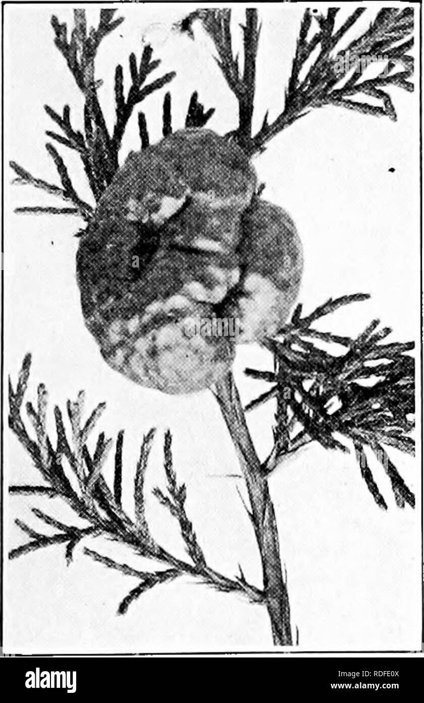 . Manual of tree diseases . Trees. Fig. 31. — Cedar-appUs, early- stages of development. Cedae-Apples Caused by Gymnosporangium juniperi-virginiance Schw. and G. glbbosum Farlow The two diseases of the red juniper known as cedar-apples or cedar-flowers are similar in nature and are found commonly in ea,stern and central United States. The first pathogene mentioned above has its alternate stage on the culti- vated apple and. other species of Malus, while the latter pathogene occurs on various species of haw, mountain ash and the cultivated apple, and pear. The junipers are often covered with hu Stock Photo