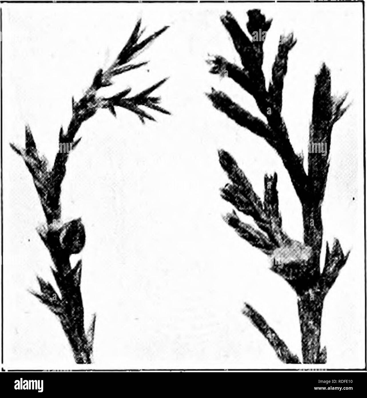 . Manual of tree diseases . Trees. JUNIPER DISEASES 197. Fig. 31. — Cedar-appUs, early- stages of development. Cedae-Apples Caused by Gymnosporangium juniperi-virginiance Schw. and G. glbbosum Farlow The two diseases of the red juniper known as cedar-apples or cedar-flowers are similar in nature and are found commonly in ea,stern and central United States. The first pathogene mentioned above has its alternate stage on the culti- vated apple and. other species of Malus, while the latter pathogene occurs on various species of haw, mountain ash and the cultivated apple, and pear. The junipers are Stock Photo