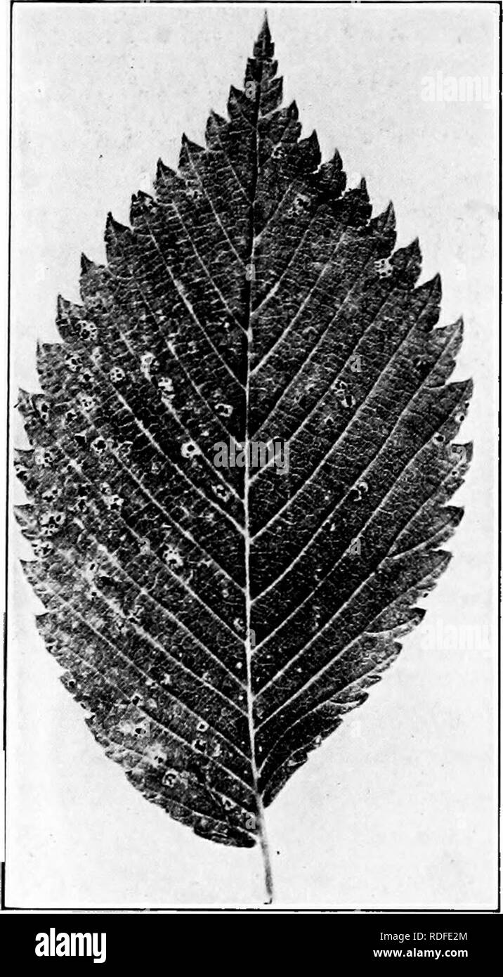 . Manual of tree diseases . Trees. CHAPTER XVII ELM DISEASES. Fig. 21, — Leaf-spot of elm. 152 The elms (Ulmus) are common forest and orna- mental trees east of the Rocky Moimtains. They are exceptionally free from specific diseases caused by parasites. Wound-rots and slime-flux are common in the crotches of the large limbs. Chaining is often necessary to prevent split- ting at the crotches. Leaf-Spot Caused by Gnomonia idmea (Sace.) Thiim. This is the most com- mon of the leaf-spot dis- eases of elm. In wet seasons, the spots become so abundant that defolia- tion results. The fungus causing t Stock Photo