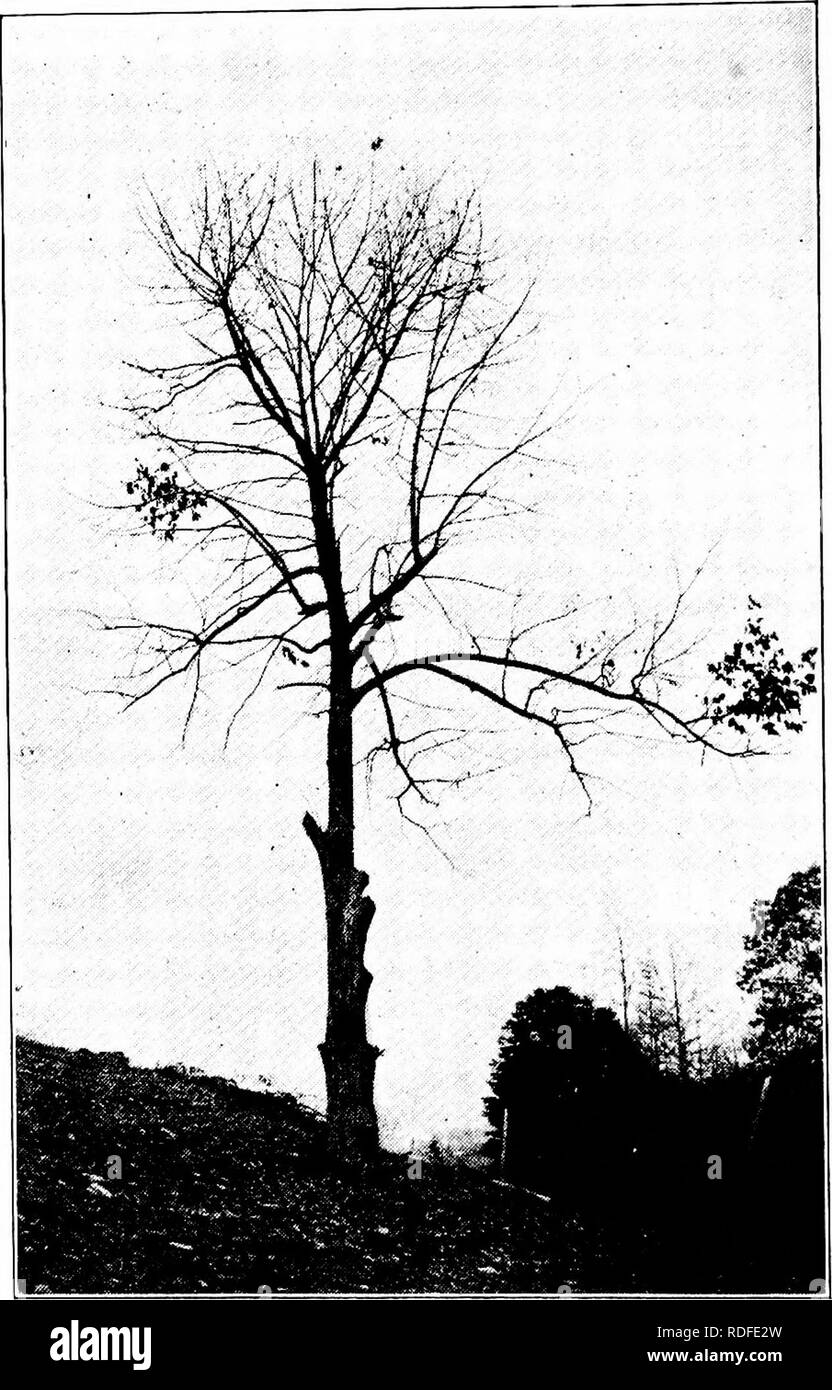 . Chestnut blight. Chestnut blight; Chestnut. S46 Bulletin 347 iUustrations. The effects of the disease on the general appearance of the tree are most noticeable during the summer, when the trees are in leaf. In regions where the disease is common, the newly affected limbs and twigs are girdled in large numbers during the summer, and the brown, shriveled leaves are readily seen even at a distance. This most striking symptom is common during July and August, while the healthy parts of the tree are still green. The dead leaves also remain clinging to the limbs during the winter (Fig. 79). If the Stock Photo