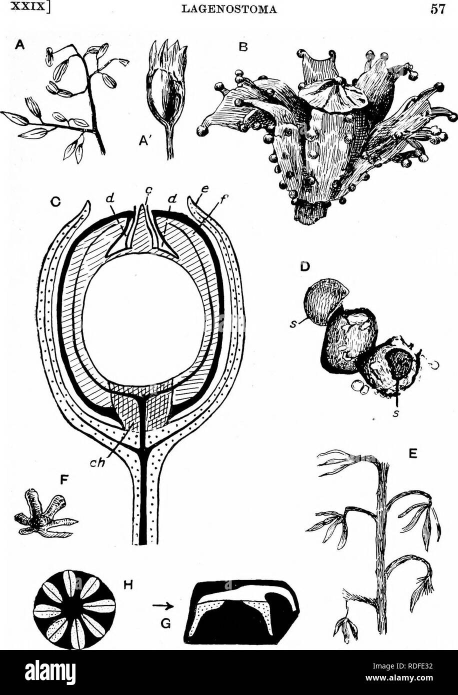 . Fossil plants : for students of botany and geology . Paleobotany. Fig. 408. A, A', Lagenospermiim Sinclairi. B, Lagenostoma, restoration. C, Lage- nostoma Lomaxi; c, mioropyle; d, space between integument and nuoellus; e, oupule; /, integument; ch, chalaza. D, microspores of Lagenostoma ovoides. E, F, Calymmatotheca Stangeri. G, H, Crossotheca Hoetiinghausi. H, section of G in line of arrow. (A, after Arber; B, C, E, F, after Oliver; D, after Benson; G, H, after Kidston.). Please note that these images are extracted from scanned page images that may have been digitally enhanced for readabili Stock Photo