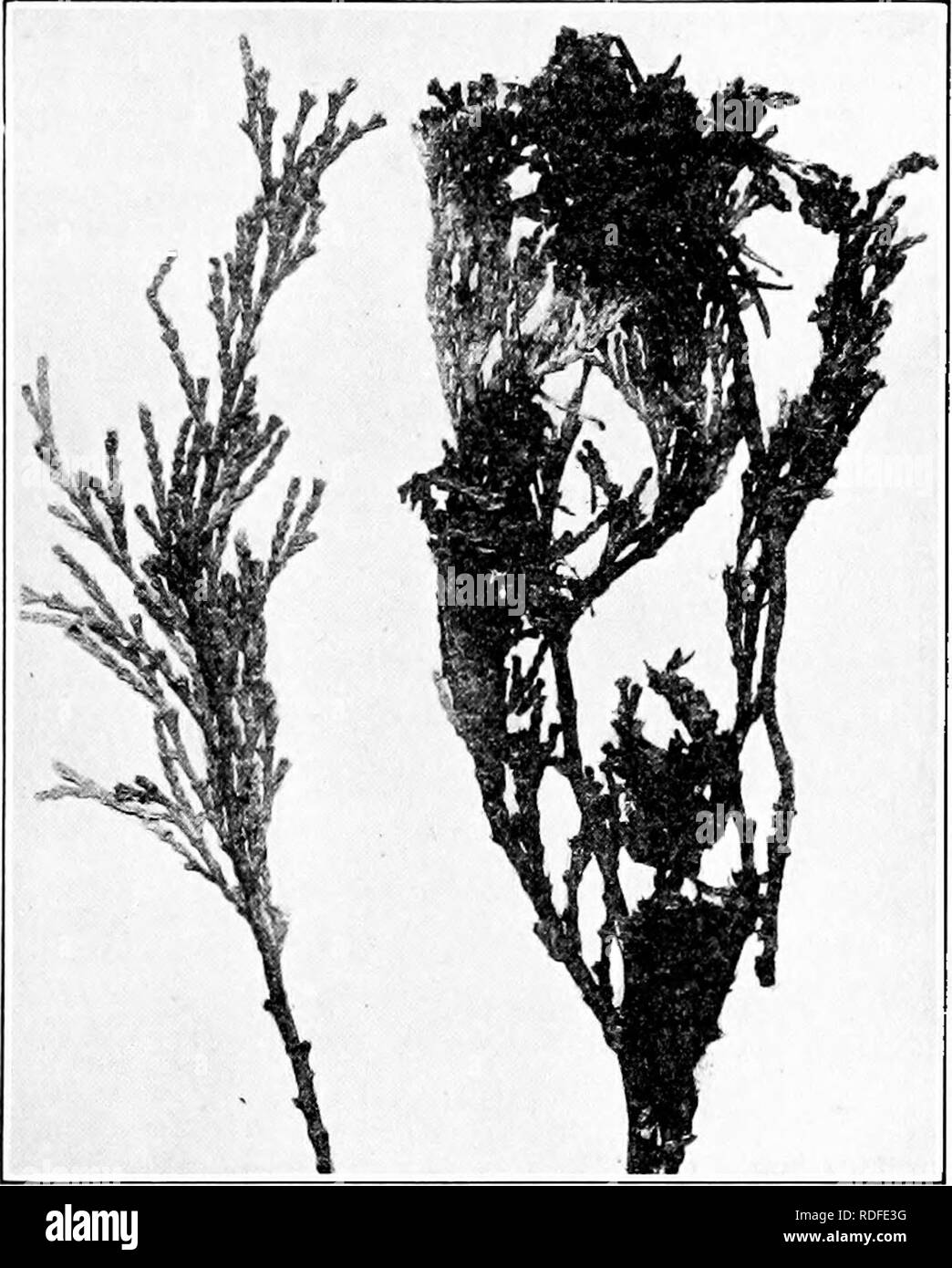 . Manual of tree diseases . Trees. CEDAR DISEASES 131 by a ground fire. The same disease affects similarly spruce, fir, juniper, arbor-vitse and hemlock. It is described under spruce diseases, on page 317.. Fig. 16. — Brown felt-blight on inceusa cedar. Eastern Witches'-Bkoom Caused by Gymnosporangium myricaium (Schw.) Fromme Witches'-brooms are found on white cedar along the At- lantic Coast from Massachusetts to Delaware and in northern Florida and southern Alabama. The witches'-broom and branch-swelling diseases, both caused by similar rust-fungi,. Please note that these images are extracte Stock Photo