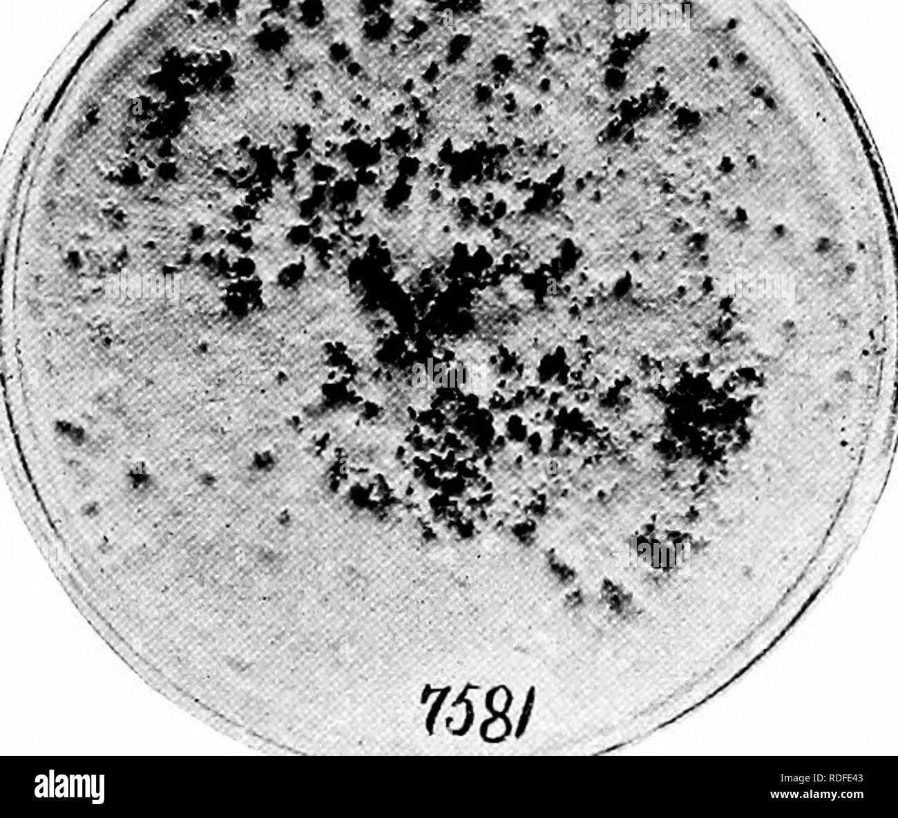 Parasitica hi-res stock photography and images - Page 7 - Alamy