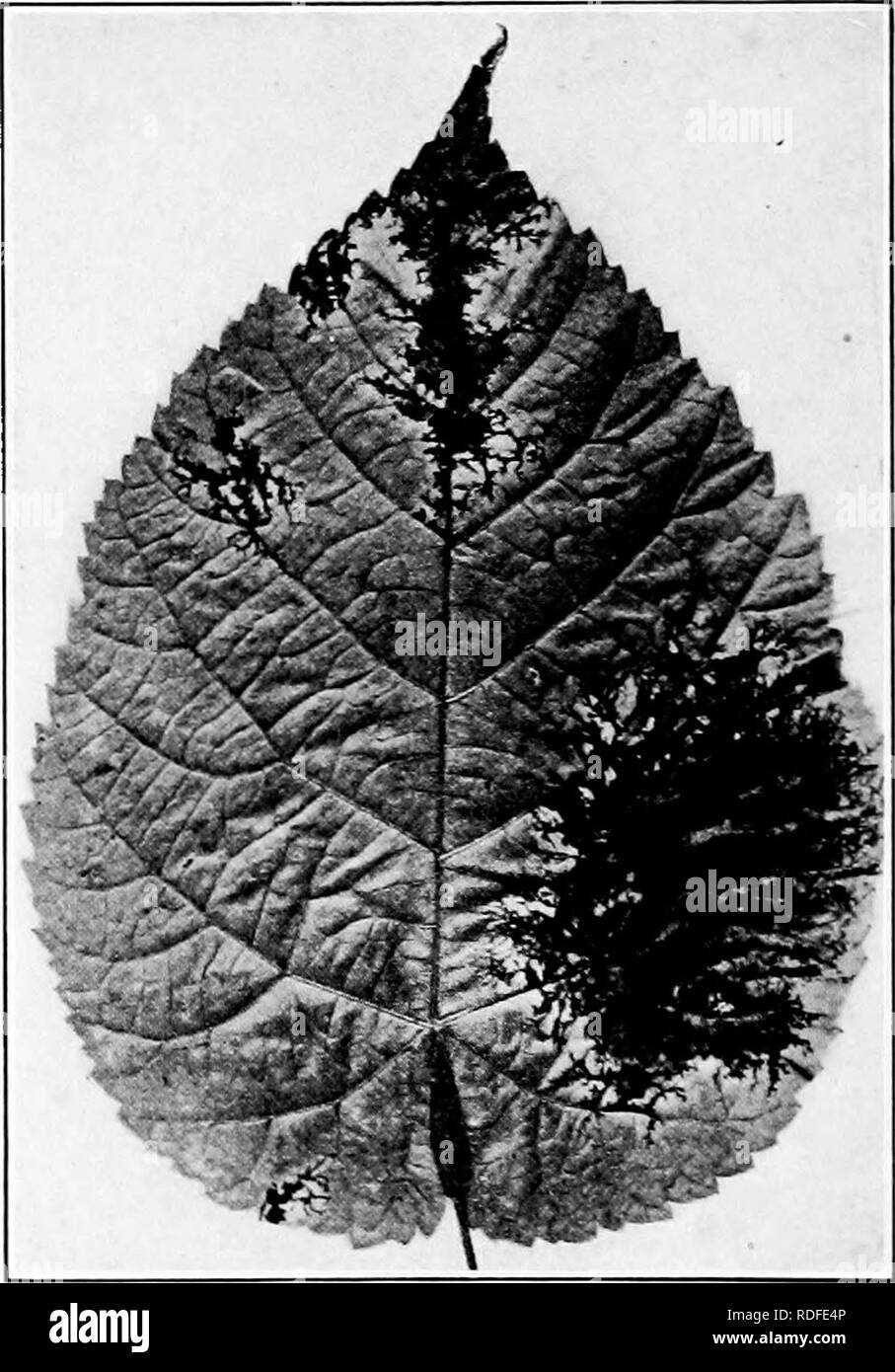 . Manual of tree diseases . Trees. 102 MANUAL OF TREE DISEASES Leaf-Spot Caused by Cercospora tilim Peck The leaves of the basswood are often affected by this disease. Large brown dead areas are formed at the tip or along the mar- gin of the leaf (Fig. 10). A broad yellowish border surromids. Fig. 10. — Leaf-spot of basswood. the spot. The fruiting bodies of the causal pathogene are in- conspicuous. For the general life history and colitrol of leaf- spot fungi, see page 33.. Please note that these images are extracted from scanned page images that may have been digitally enhanced for readabili Stock Photo