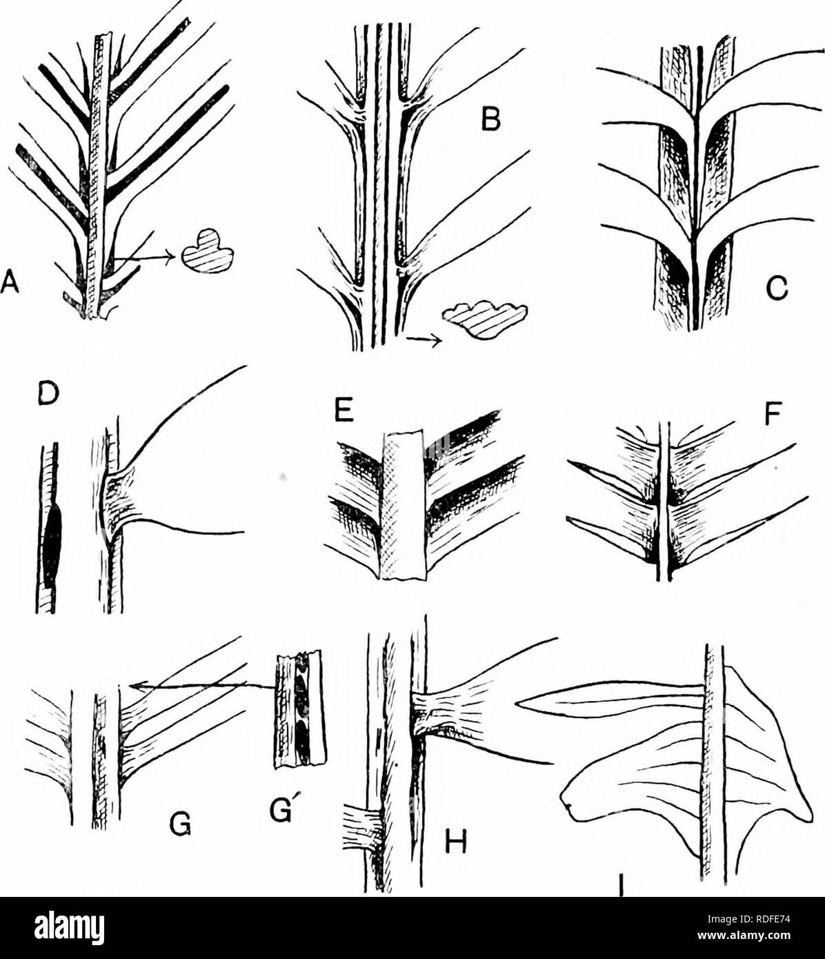 . Fossil plants : for students of botany and geology . Paleobotany. 16 CYCADALES [CH. to the upper sloping sides of the raohis which forms a prominent ridge between the rows of leaflets, and characteristic oval scars are left on the fall of the pinnae (fig. 387, D, G')- The lamina in most species contains several veins more or less parallel to the margins and often much more prominent on the lower than on the upper surface.. Via. 387. Cycadean fronds. A, Cycas circinalis; B, Macrozamia Fraseri; C, Macrozamia Denisoni; D, Encephalartos caffer; E, F, Dioon edule from below and above; G, Sncephal Stock Photo