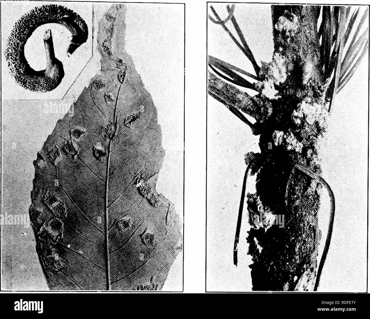 . Chestnut blight. Chestnut blight; Chestnut. PLATE XVII.. a. Ash Rust, p. 343. b. White Pine Rust, x2, p. 347.. Please note that these images are extracted from scanned page images that may have been digitally enhanced for readability - coloration and appearance of these illustrations may not perfectly resemble the original work.. 1906-1960 Stock Photo