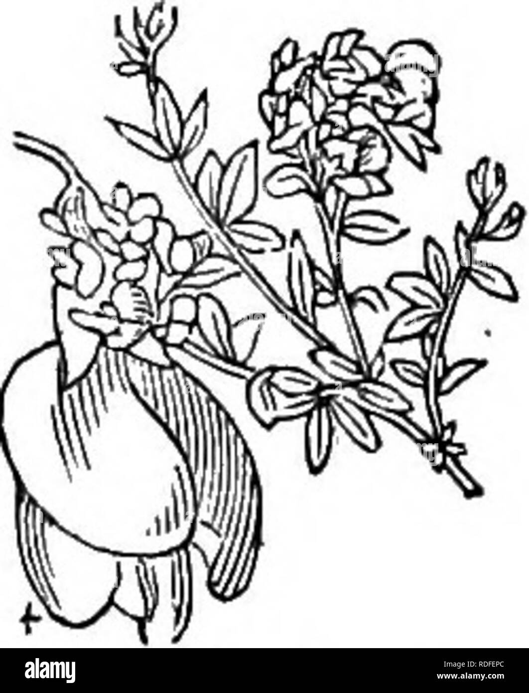 Triquetra Black And White Stock Photos Images Alamy Modern pagans use the triquetra to symbolize a variety of concepts and mythological figures. alamy