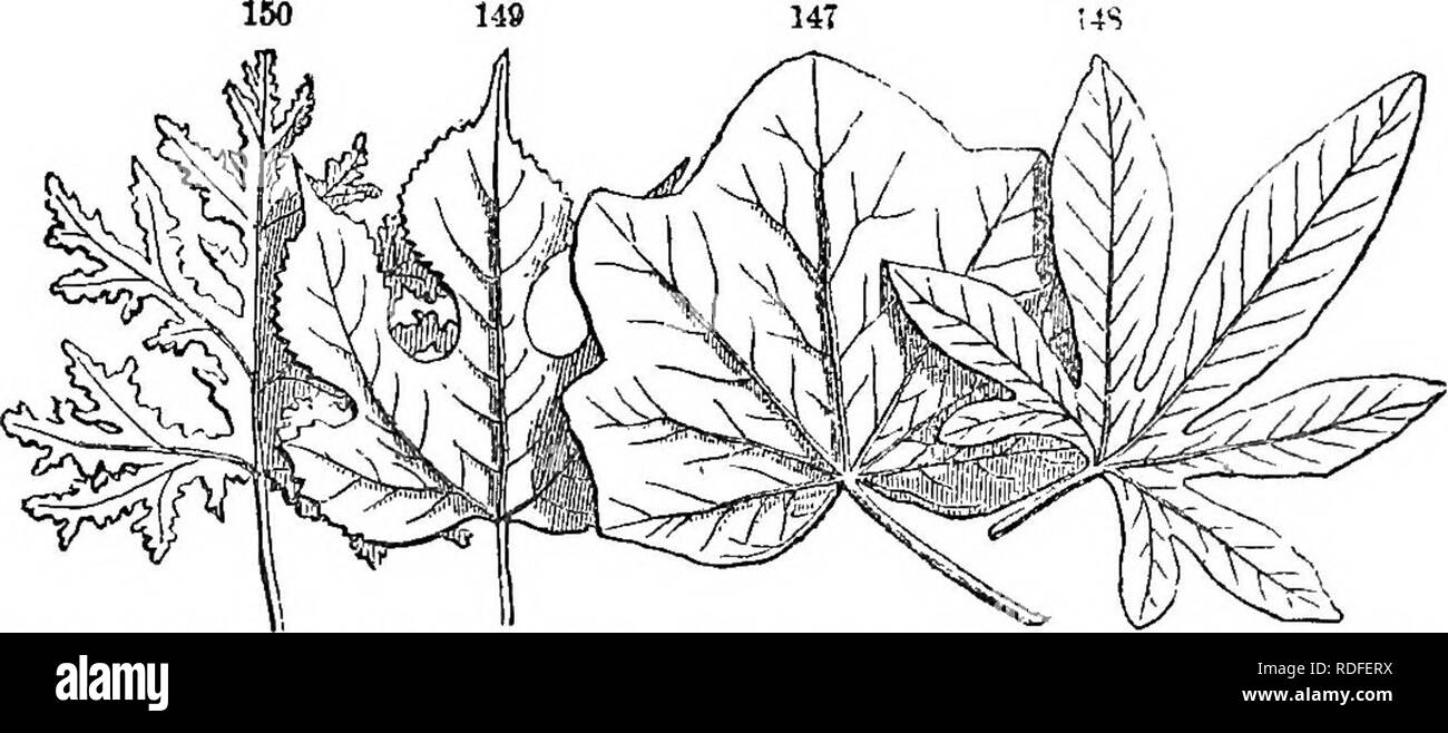 . Class-book of botany : being outlines of the structure, physiology, and classification of plants ; with a flora of the United States and Canada . Botany; Botany; Botany. 58 FORM OB riGURB. 149 14T. Palmato-vdned leaves. 147, Menispermum Canadense. 148, Passifiora cerulea. 149, Broiia- sonetia papyritiera. 150, Oak geranioin. Leaves are 2'0,iinaiel7/ cleft and palmatehj parted, according to the depth of the incisions as ahove described. But the most peculiar modi- 153 151 162 fication is 273. The pbdatb, like a bird's foot, having the lowest pair of veinlets enlarged, recurved, and bearing ea Stock Photo