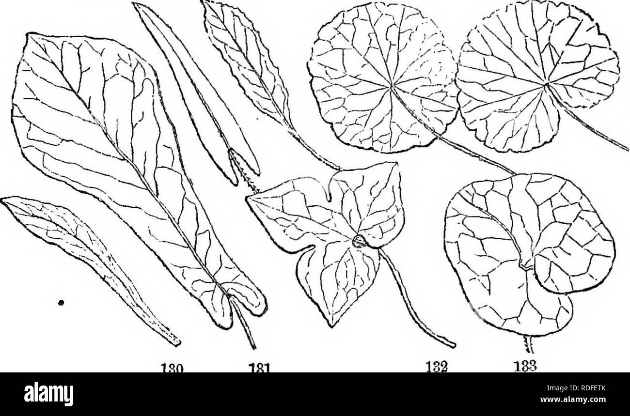 . Class-book of botany : being outlines of the structure, physiology, and classification of plants ; with a flora of the United States and Canada . Botany; Botany; Botany. 66 FORM OK noURE. 268. PiNNATiFiD FORMS. The following pinnate-veined forms, ap- proacliing the compound leaf, depend less upon the proportion of the 137 136 185. 180 181 Forma of leaves. ISO, Sllene Virpnica.. 181, Magnolia Fraseri. 130, AraMs dentata, 18T, Polygonum arifolium. 1.12. Ilepatica aoutiloba. 133, Asarum Virginioum. 1:J4, Hyrtro- cotylo Americana. 135, II. umbellata. veinlets than upon the relative development o Stock Photo