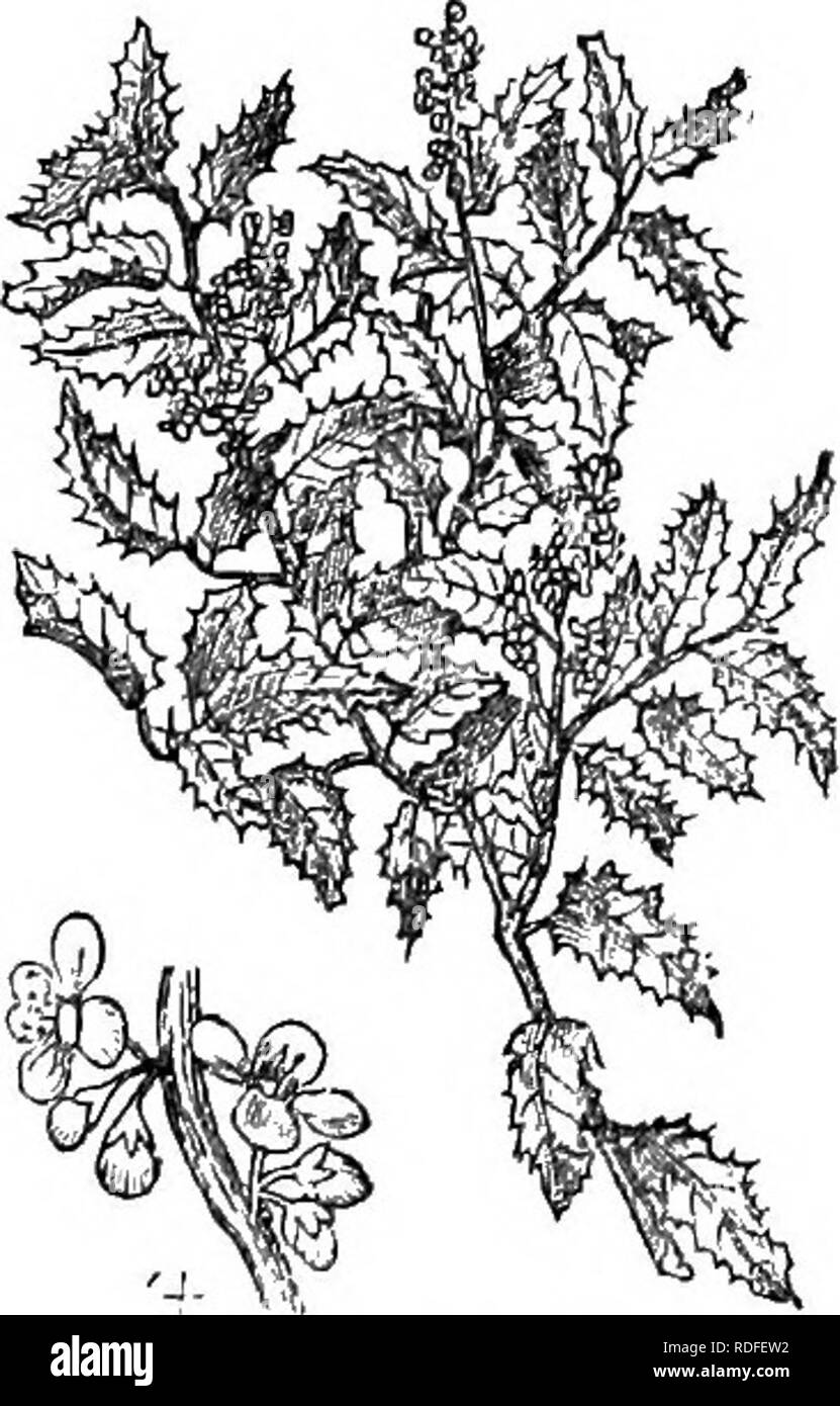 . Trees and shrubs : an abridgment of the Arboretum et fruticetum britannicum : containing the hardy trees and schrubs of Britain, native and foreign, scientifically and popularly described : with their propagation, culture and uses and engravings of nearly all the species. Trees; Shrubs; Forests and forestry. aw. Duvafia ov^ta. ovAT Lindl. Identification. Reg., t. 1568. Engravings. Bot Reg., t 1568.; and our^. 292 Spec. Char., Sfc. Leaves *&quot;â &quot;Â»â¢'Â» O'p'&quot;*&quot;&quot;- ovate, toothed, in most acute at the tip, in some obtuse. Racemes a little longer than the leaves. Stamens  Stock Photo
