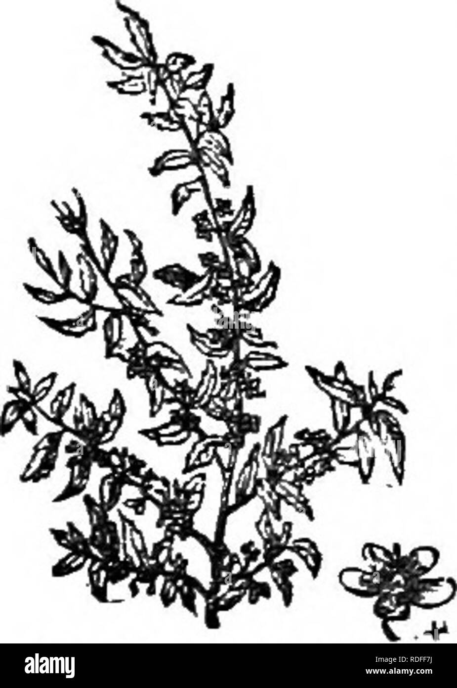 . Trees and shrubs : an abridgment of the Arboretum et fruticetum britannicum : containing the hardy trees and schrubs of Britain, native and foreign, scientifically and popularly described : with their propagation, culture and uses and engravings of nearly all the species. Trees; Shrubs; Forests and forestry. N. canadensis.. 213. M&amp;yteniu cbil^nsu. Order XXI. JQUIFOLIA'CE^. i^'i^'f-CeSlnS, wKq'uifollSce.. in part. Dec. Proi. 2. p. II.; /Uclne^e, in part, Unit. Inlrod. to N. S. p. 178., Don's MiU. 2. p. H. Obd Cbab Calyx and corolUt with an imbricate aestivation. Sepals 4â6. Corolla hTOOgy Stock Photo
