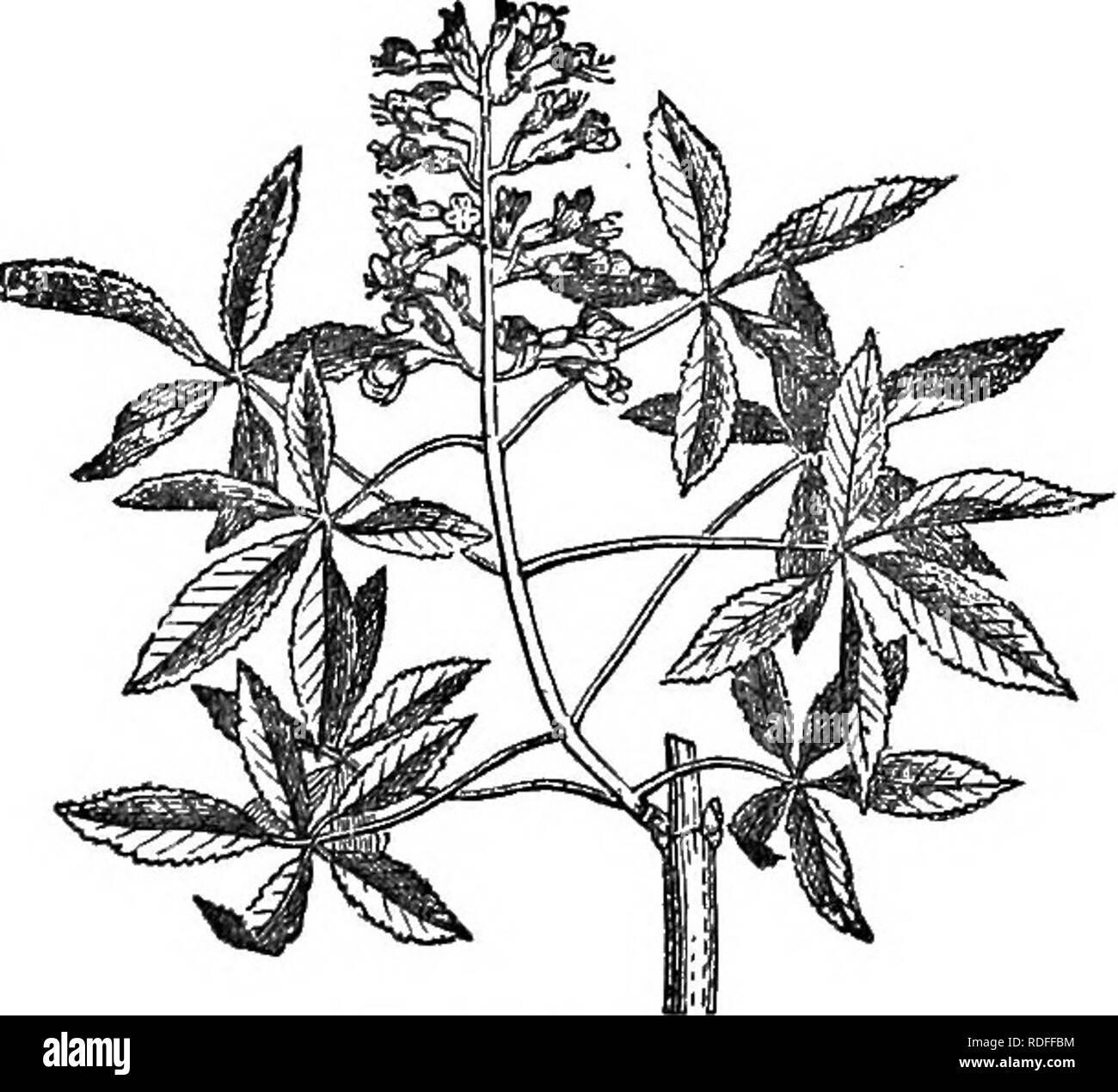 Sculus Black and White Stock Photos & Images - Alamy