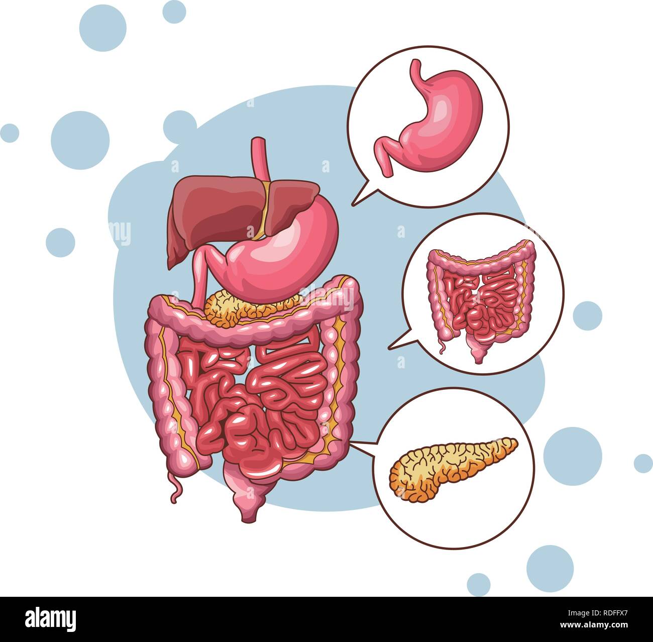 Digestive System Cut Out Stock Images & Pictures - Alamy