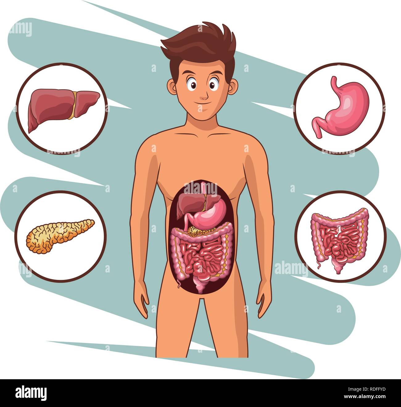 man digestive system Stock Vector Image & Art - Alamy