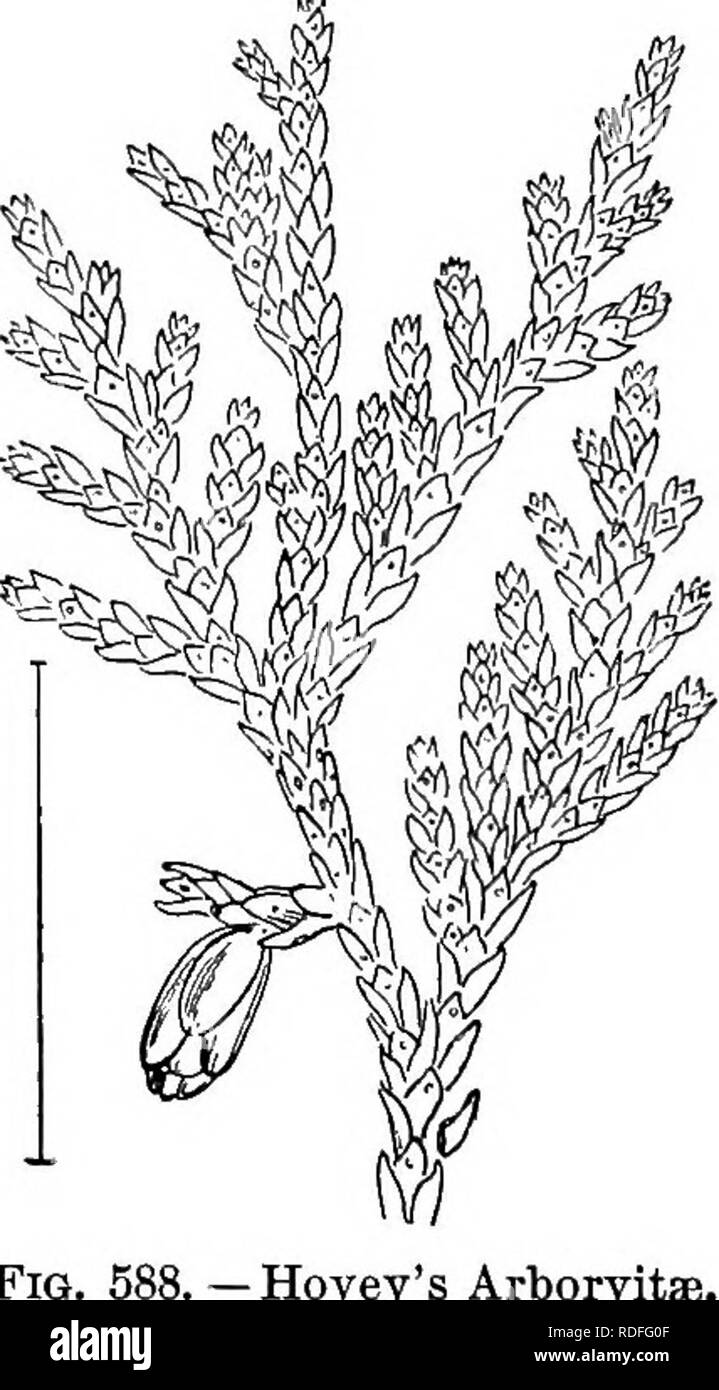 . Ornamental shrubs of the United States (hardy, cultivated). Shrubs. Fig. 587. — Sargent's Weeping Hemlock.. Fig, Hovey's Arborvitae. the many varieties sold there are several that grow more like a shrub than a tree. Among these varieties are : Gregory's Dwarf Spruce (586) — Gregory^na, — seldom more than 1 to 2 feet high with numerous small, spreading branches densely clothed with short stiff spreading leaves; Small Norway Spruce — ptunila, — a dwarf with a more conic form and with glaucous leaves spreading in all directions from the branches; Pigmy Spruce—pygmsea, — with leaves very small,  Stock Photo