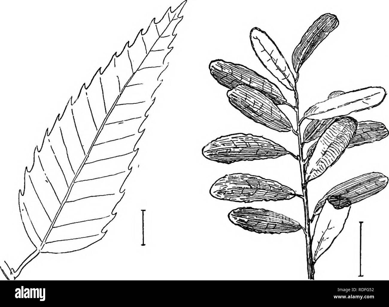 . Ornamental shrubs of the United States (hardy, cultivated). Shrubs. THE WILLOWS 317. Fig. B67. —Japan Chestnut. Fig. 568.— Dwarf Gray Willow.. Please note that these images are extracted from scanned page images that may have been digitally enhanced for readability - coloration and appearance of these illustrations may not perfectly resemble the original work.. Apgar, A. C. (Austin Craig), 1838-1908; Draycott, Ada (Apgar). New York, Cincinnati [etc] American Book Company Stock Photo