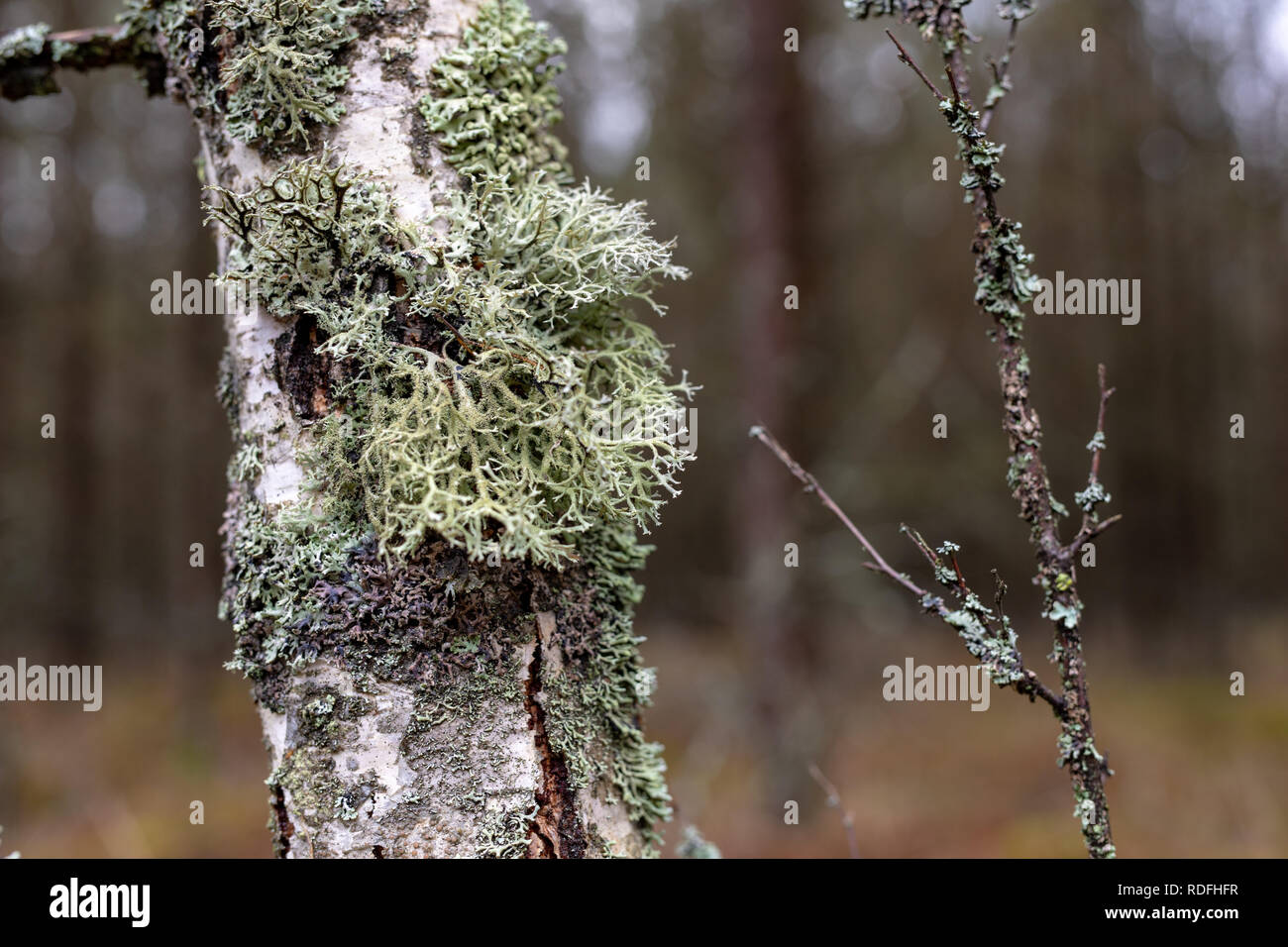 Moss and grew on the bark of birches. The bark of a birch tree. Season winter. Stock Photo