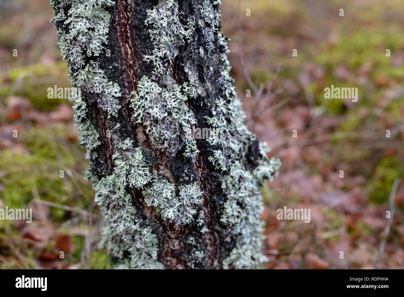 Moss and grew on the bark of birches. The bark of a birch tree. Season winter. Stock Photo