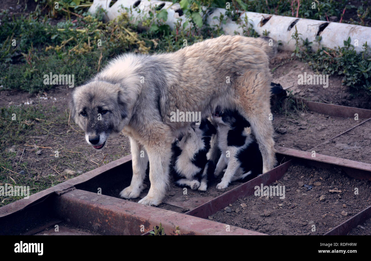 Mother and puppies hires stock photography and images Alamy