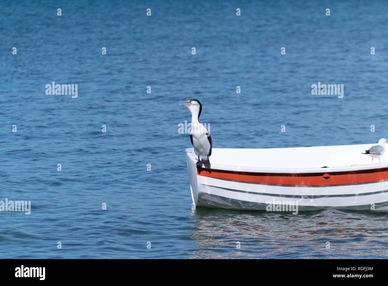 Australian pied cormorant standing on stern of small white dinghy Stock Photo