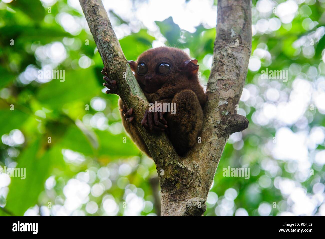 Tarsier (Tarsiidae), smallest monkey in the world, Bohol, Philippines