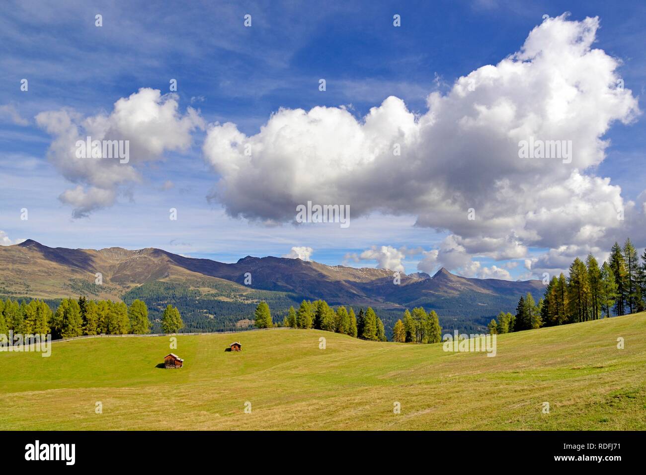 View over the Rotwandwiesen with mountain huts and Larches forest (Larix), mountain range Carnic Alps, Stiergarten Stock Photo