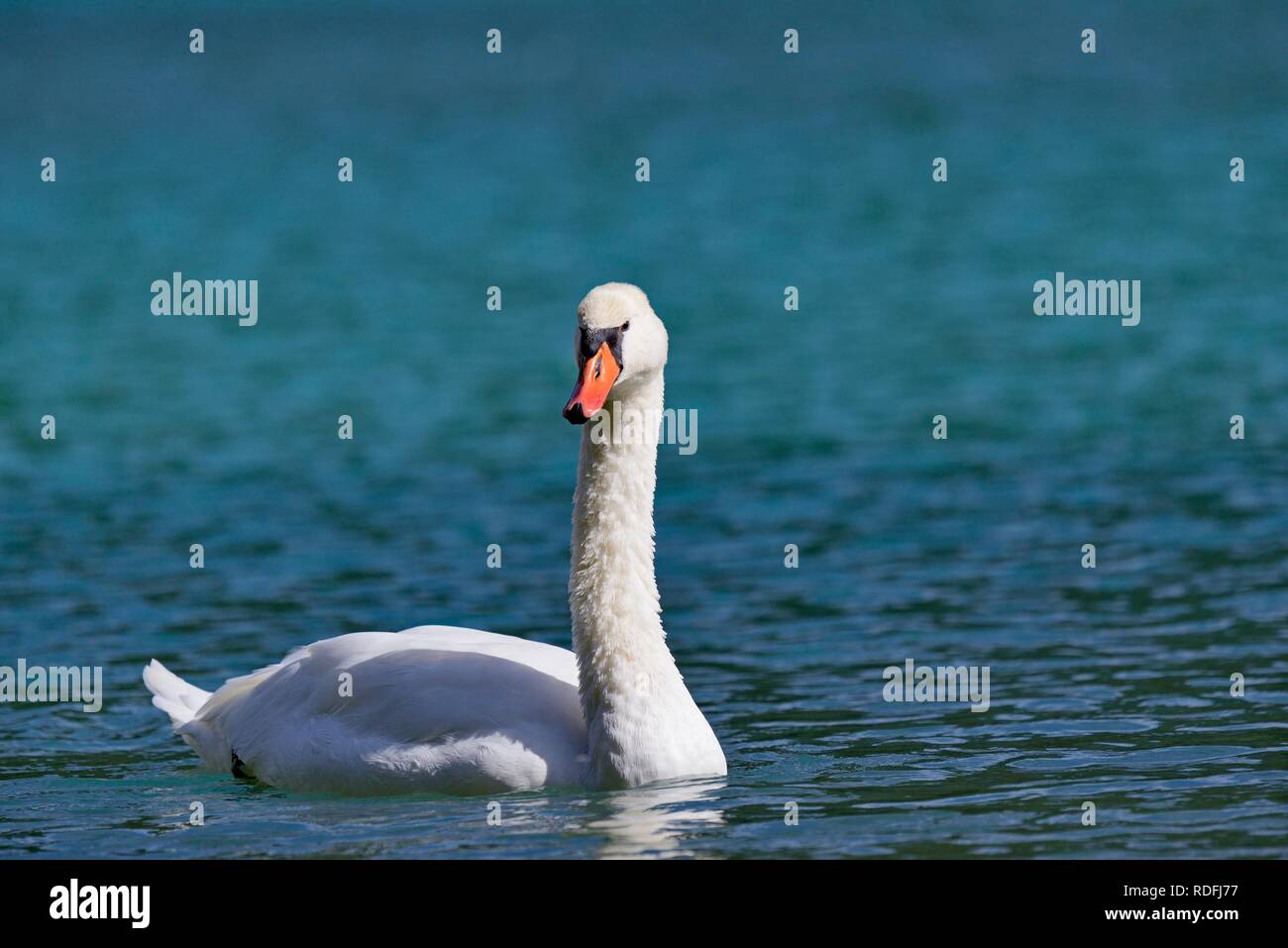 Mute swan (Cygnus olor) swims on the Dobbiaco Lake, Höhlensteintal, Dobbiaco, province South Tyrol, Alto Adige, Italy Stock Photo