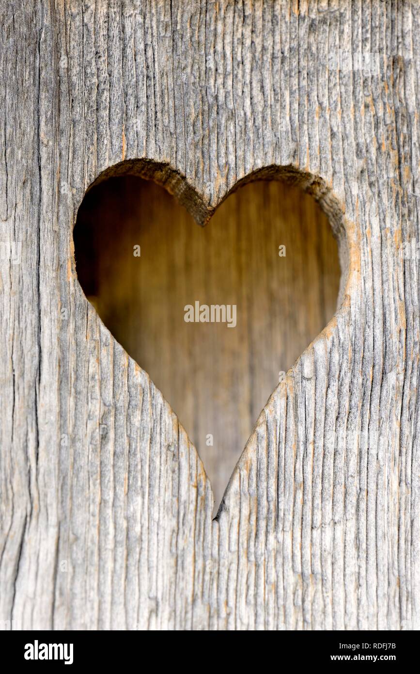 Symbol picture, heart, sawn out of a wooden board, Sexten Dolomites, Province South Tyrol, Alto-Adige, Italy Stock Photo