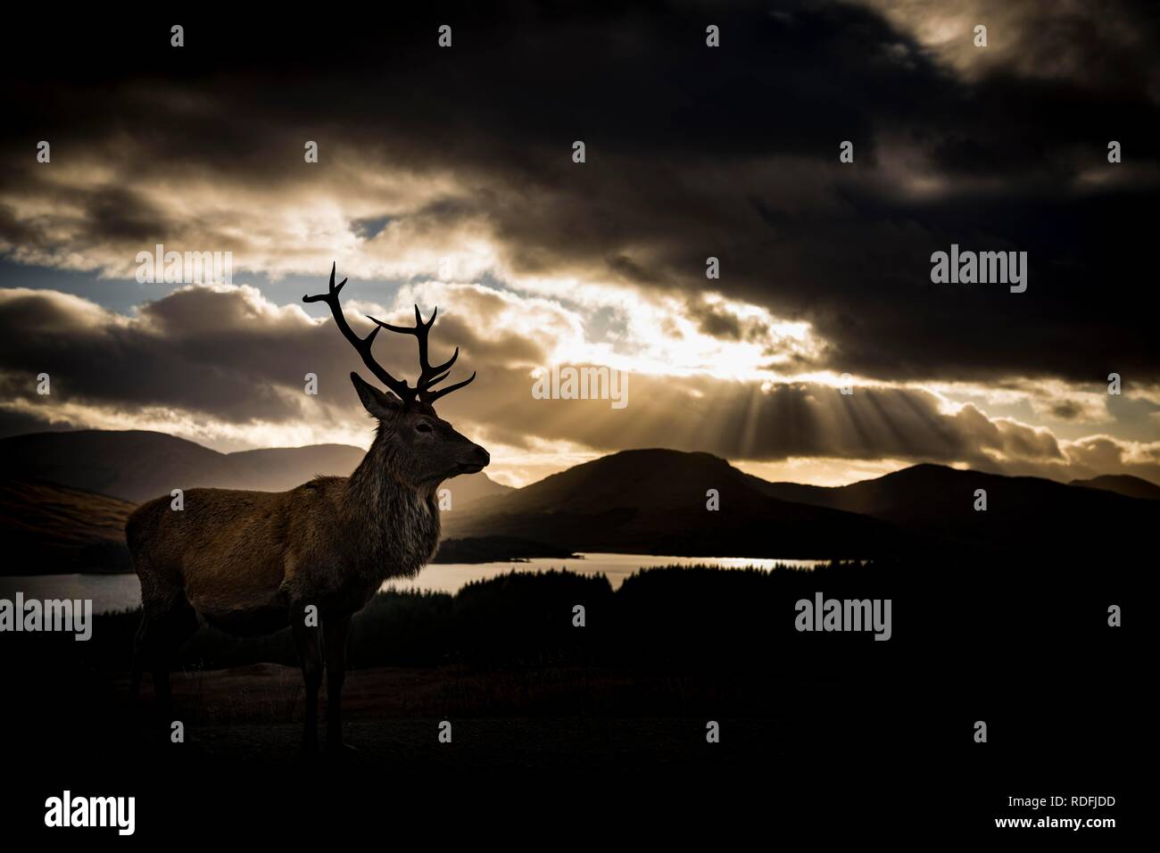 Red deer (Cervus elaphus) backlit, Glen Coe, Fort William, Highlands, Scotland, United Kingdom Stock Photo