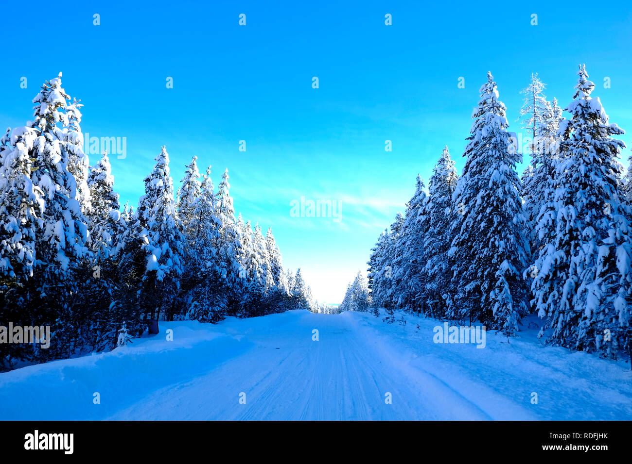 Winter scene of snowy forest pine trees with shunshine and blue sky ...