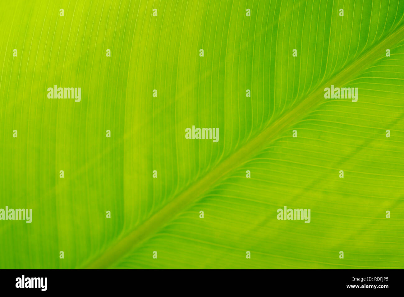 Macro green leaf background with linear texture Stock Photo - Alamy