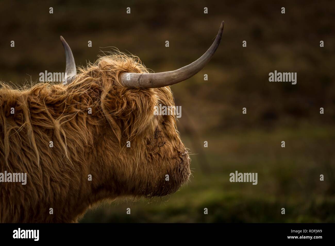 Scottish Highland Cattle (Bos taurus), animal portrait, Scotland, United Kingdom Stock Photo