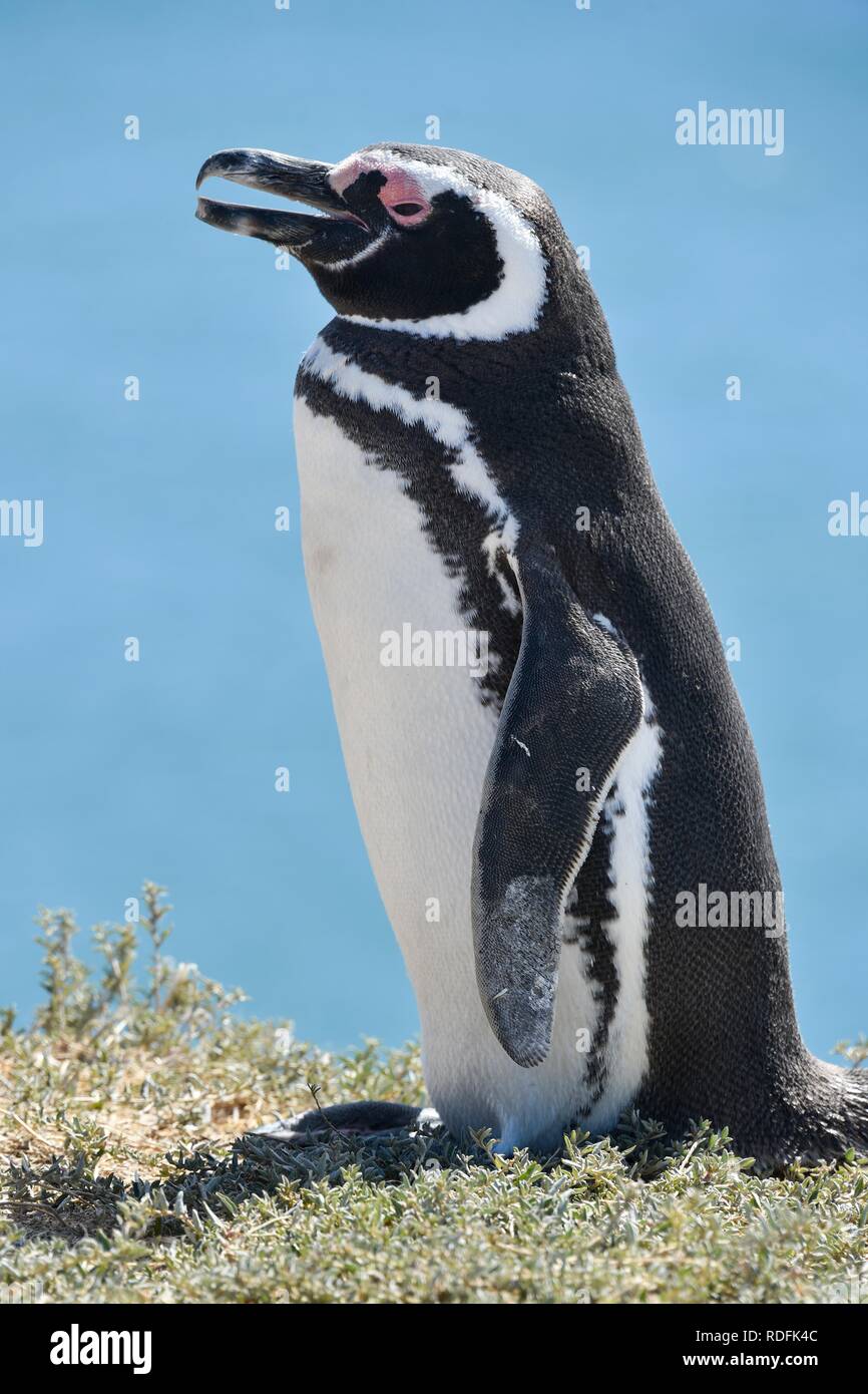 Magellanic penguin (Spheniscus magellanicus), Penguin colony Punta Tombo near Pininsula Valdez, Patagonia, East Coast Stock Photo