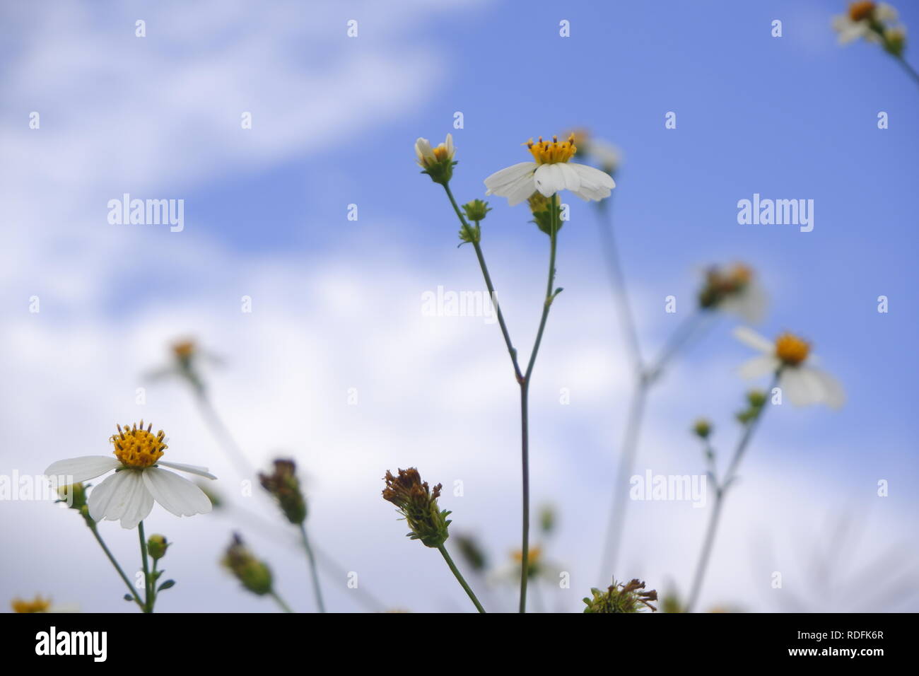 daisy white flower bloom in nature against blue sky background Stock Photo