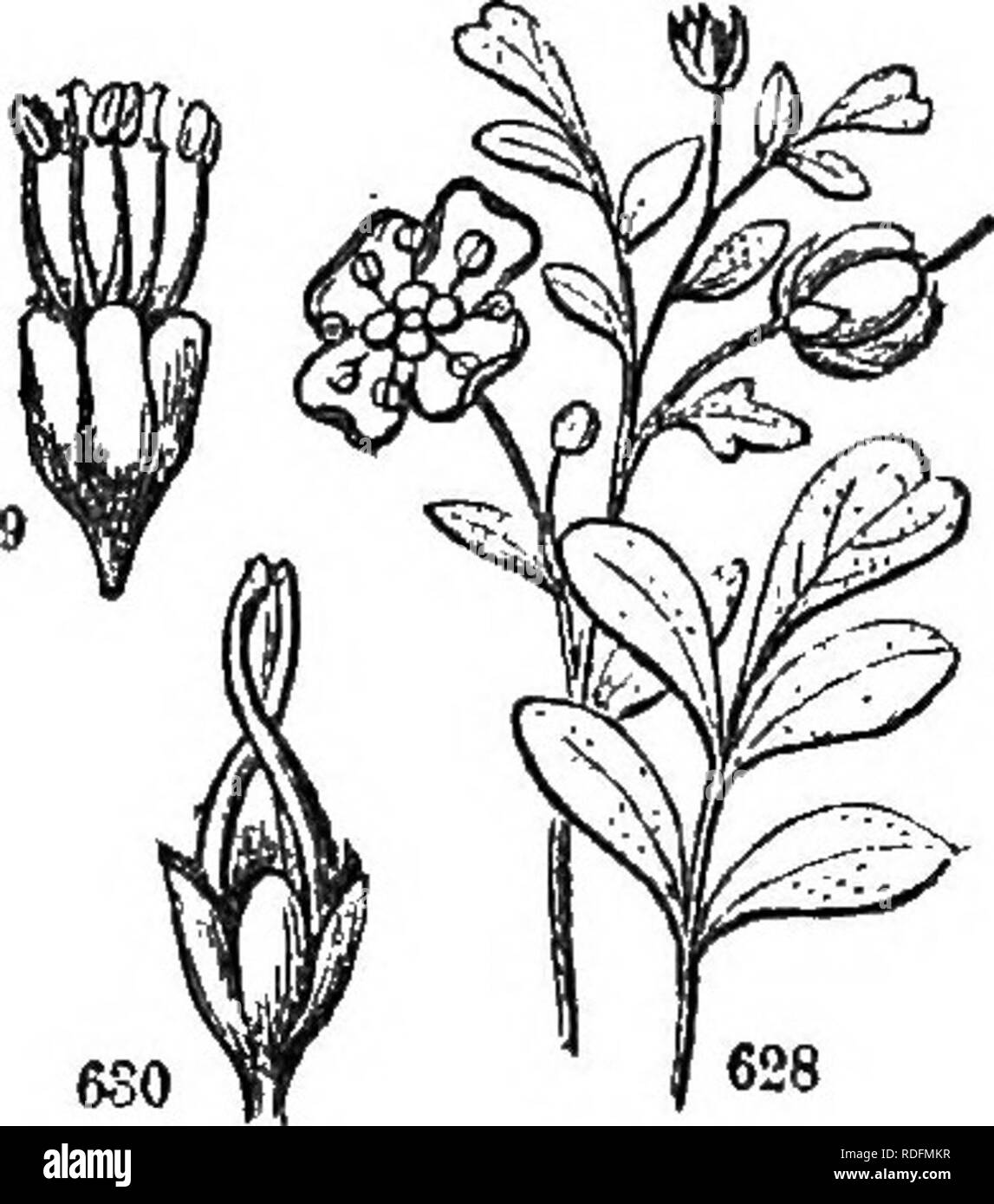 . Class-book of botany : being outlines of the structure, physiology, and classification of plants ; with a flora of the United States and Canada . Botany; Botany; Botany. Ordkc 31.—EUTACB^. 281 xmitod, the upper one spurred. Petals 1—5, the three lower ones stalked, the 2 upiper inserted on the calyx. Stamens 6 to 10, distinct, unequal, perigynons. Ovary 3-carpeled; stT/le 1; Stigmas 3. Fruit separating into 3 indehiscent, 1-seedod nuts. Sds. large. Albumen 0. Oenera 4, species 40, natives of 8. America. They possess the same antiscorbutic properties as the Criiciferaj. The fruit of the follo Stock Photo