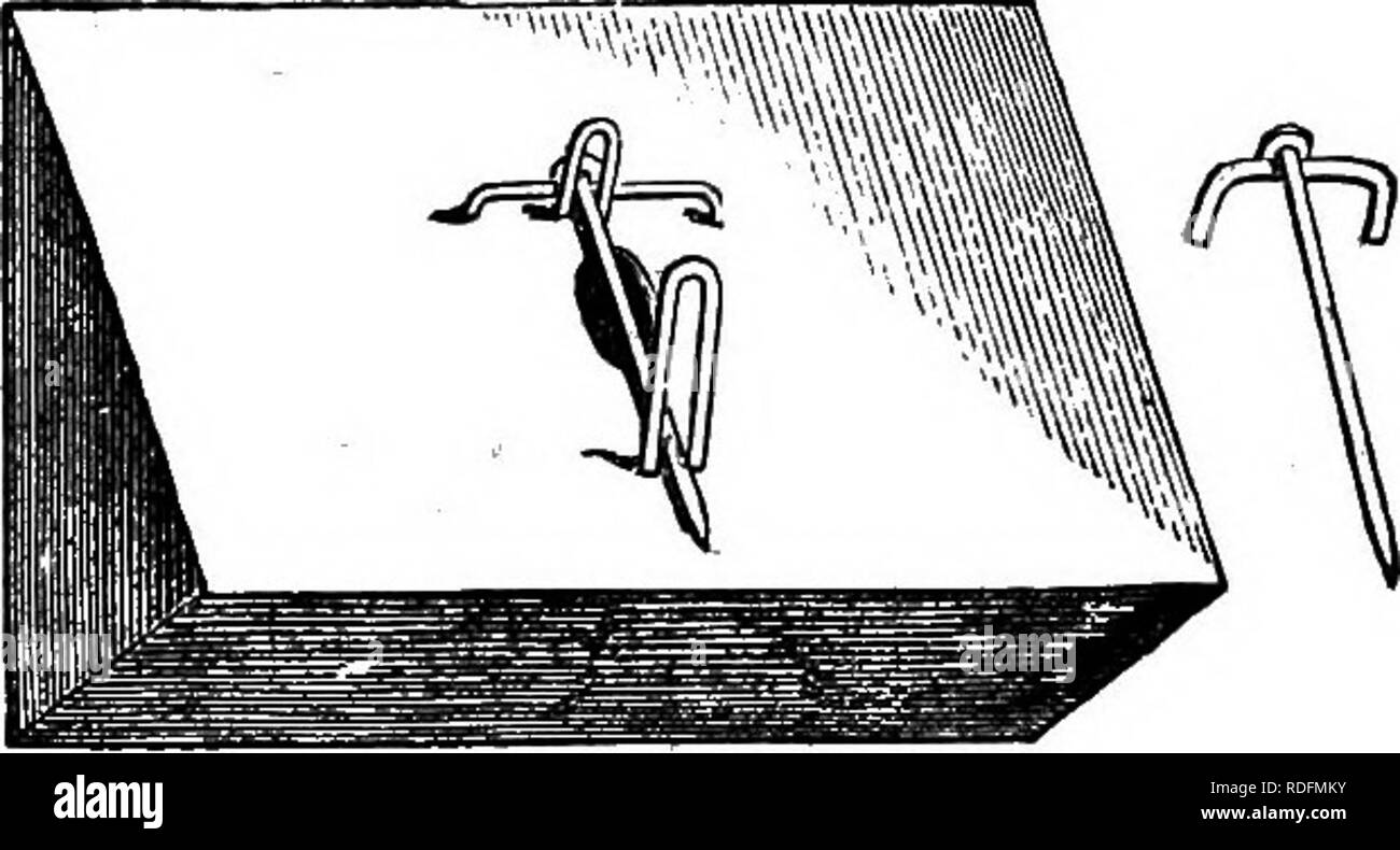 . A manual of bee-keeping. Bees. DRONE AND BEE-TRAPS. 147 The first requisite is a box (fig. 59), dark when closed, and large enough to hold the super, or any number of them; holes three-quarters of an inch in diameter are bored in the front of the box, and the traps, as fig. 59, are hung or tacked over these holes. The trap is made of a block of deal seven-eighths of an inch thick by three- quarters wide and 2J inches long. Half the block is chamfered or sawn off, as in the drawing, which will give a sloping face to the block when in place. A quarter- inch hole is bored through the middle of  Stock Photo