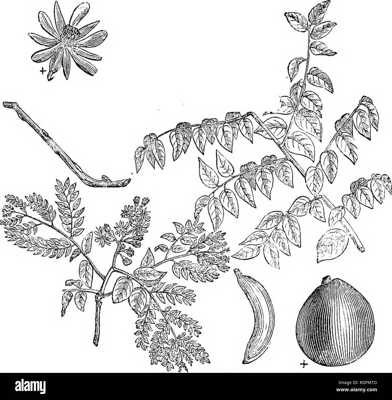 Curiosity tree Black and White Stock Photos & Images - Alamy