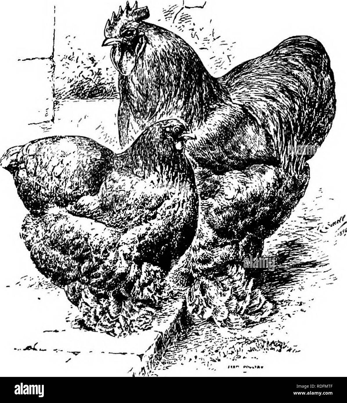 Poultry-craft. A text-book for poultry keepers ... Poultry. 7° PO UL TR r-  CRAFT hen 8j^ lbs., pullet 7 lbs., the same as for Buff, Partridge and  White Cochins. In color