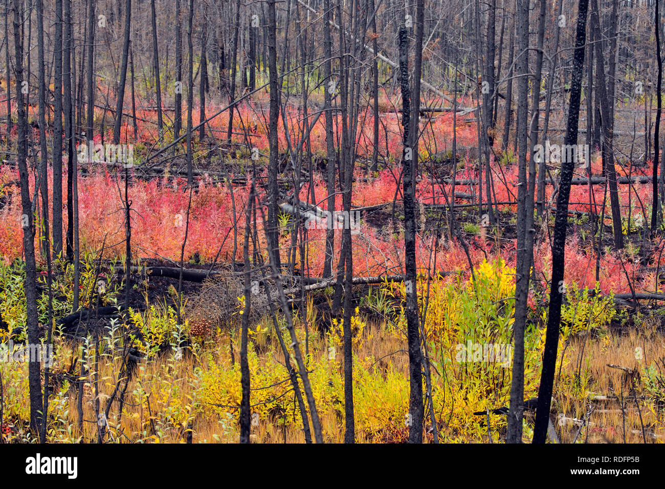 Fireweed in autumn in a forest fire zone, Hwy 3 near Great Slave Lake, Northwest Territories, Canada Stock Photo