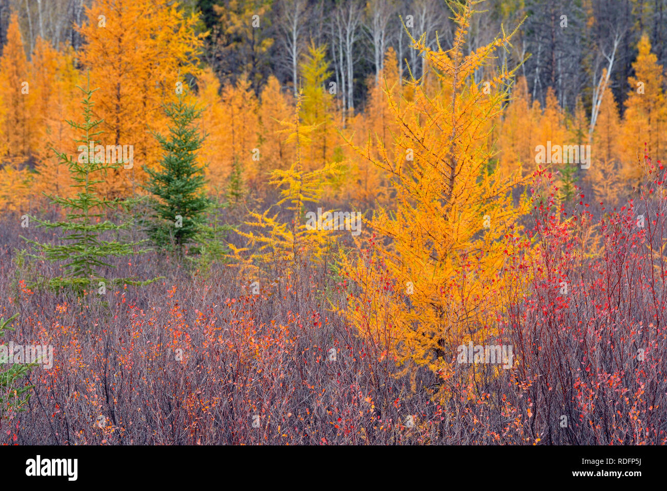 Autumn larch and dwarf birch, Hwy 3 near Great Slave Lake, Northwest Territories, Canada Stock Photo