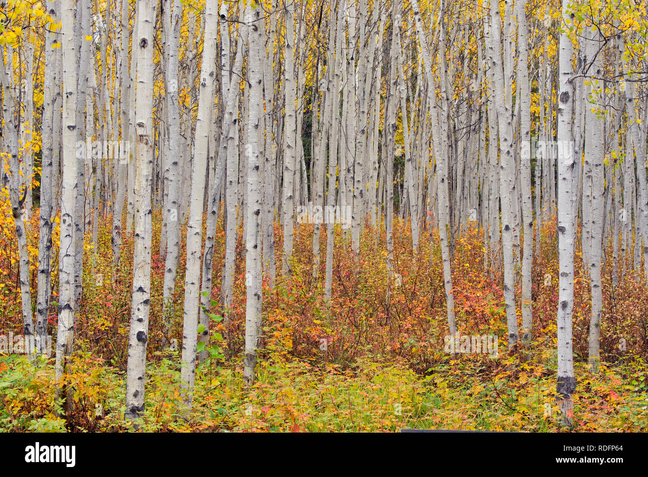 Aspen woodland with autumn wild rose in the understory, Fort Providence, Northwest Territories, Canada Stock Photo