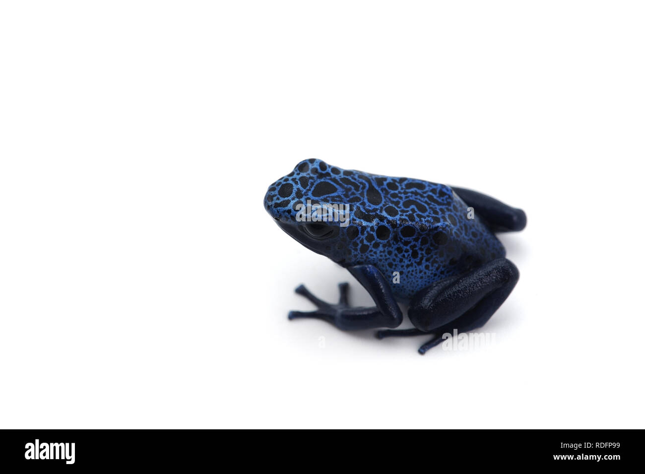 Poison dart frog isolated on white background Stock Photo - Alamy