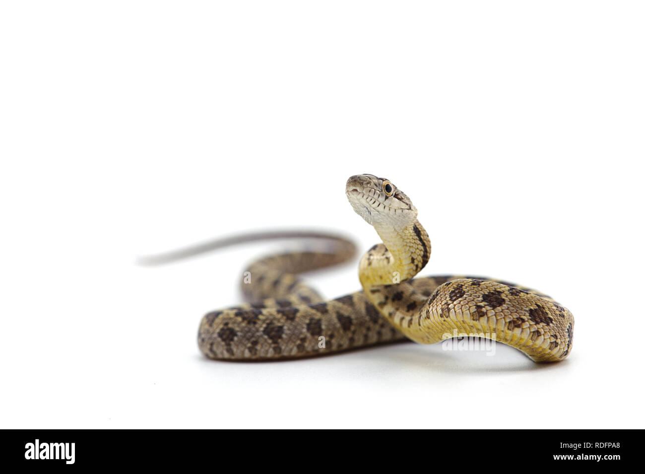 rat snake attack pose isolated on white background Stock Photo - Alamy