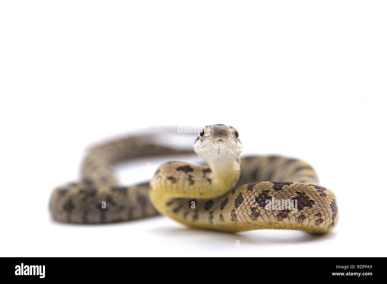 rat snake attack pose isolated on white background Stock Photo
